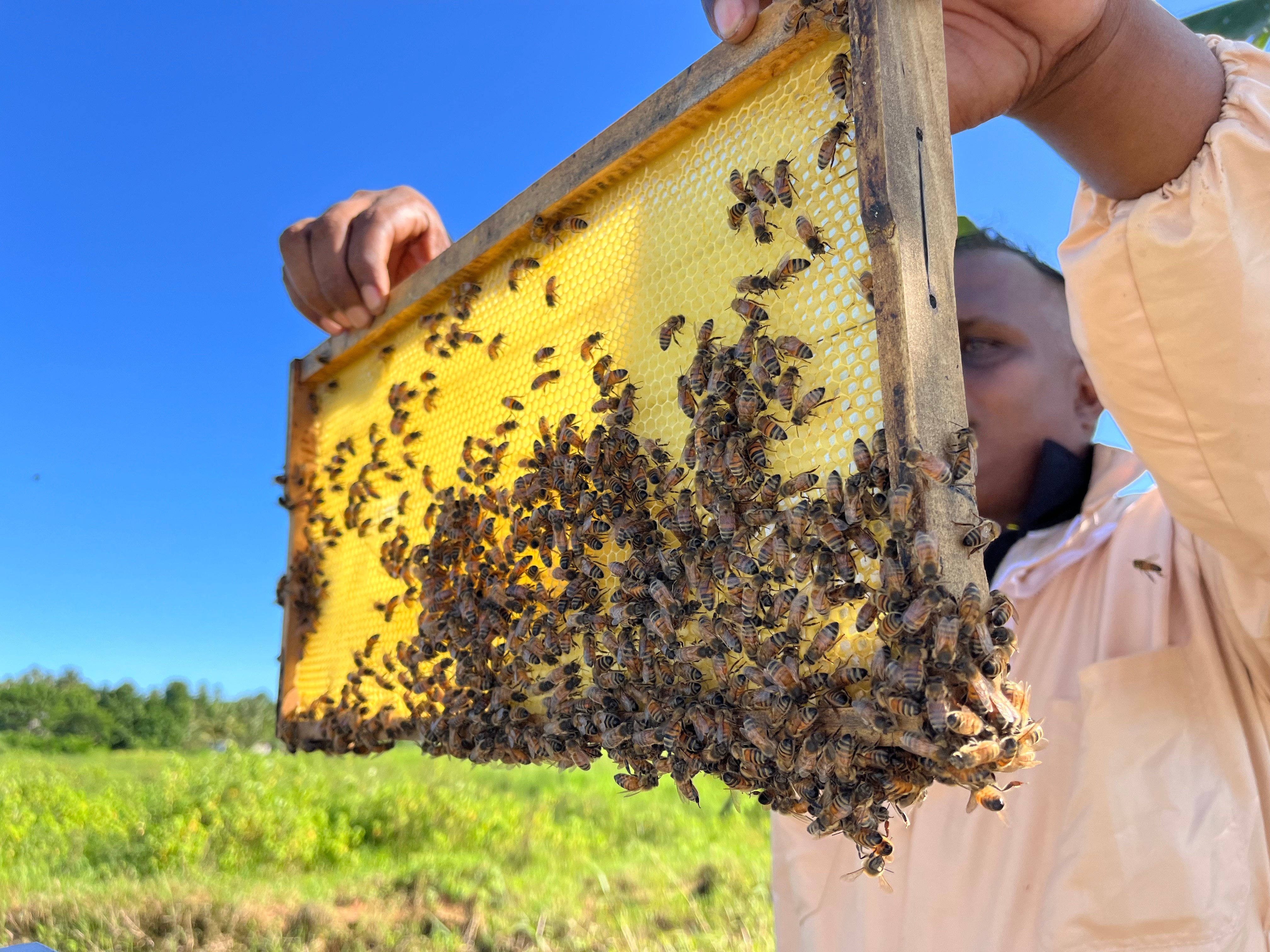 Man holds up honeybee hive panel. 