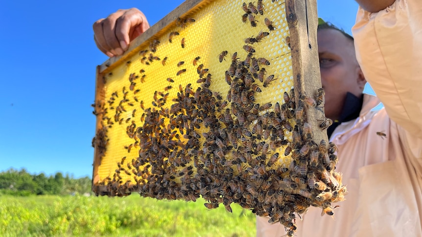 Man holds up honeybee hive panel, blue sky, green grass.