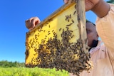Man holds up honeybee hive panel, blue sky, green grass.