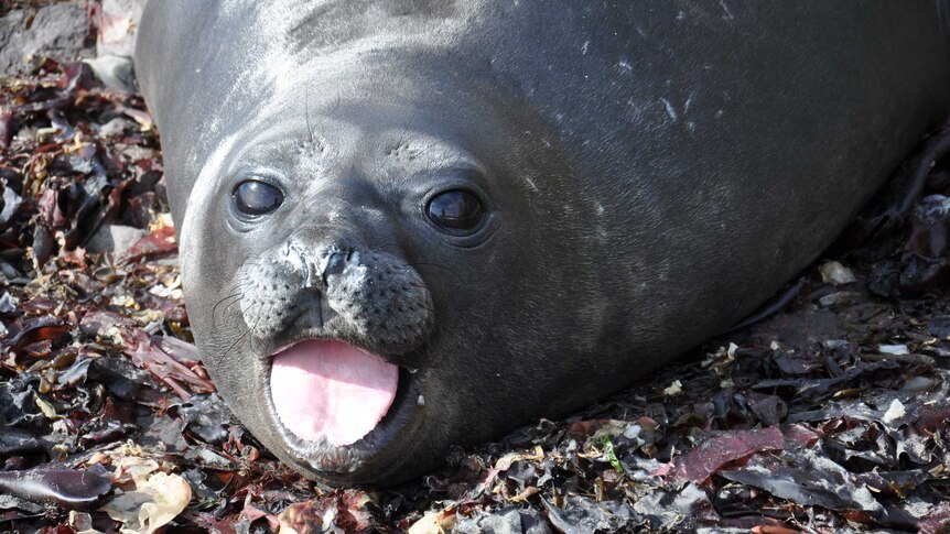 Antarctica - cheeky seal