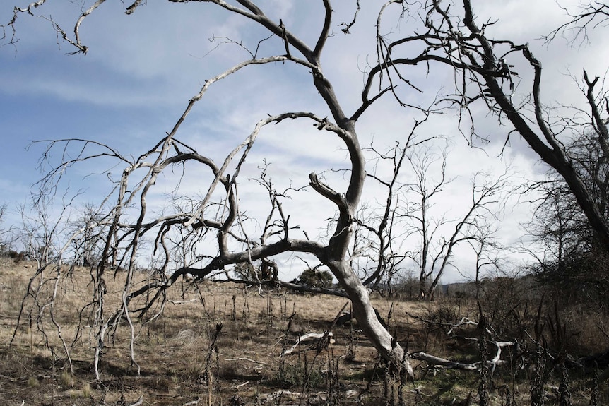 A dead tree in the bush.