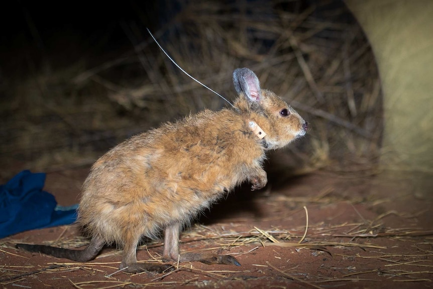 Adult mala wearing radio-tracking device