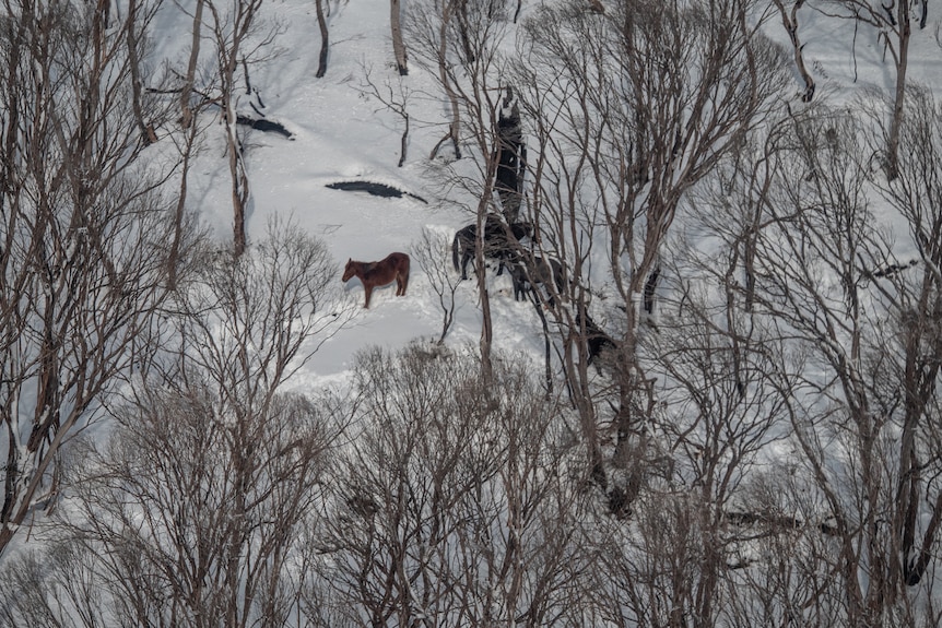 A mob of horses stand in the snow on a hillside surrounded by bare trees.