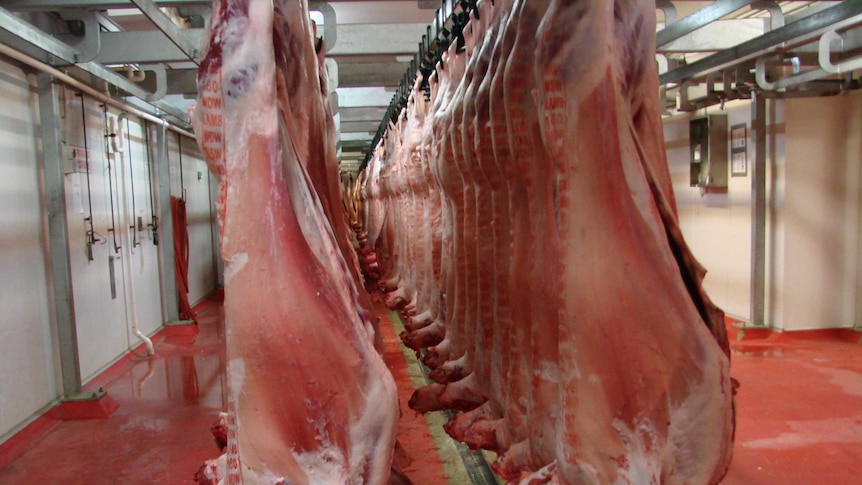 a row of lamb carcasses hang in a chilled room