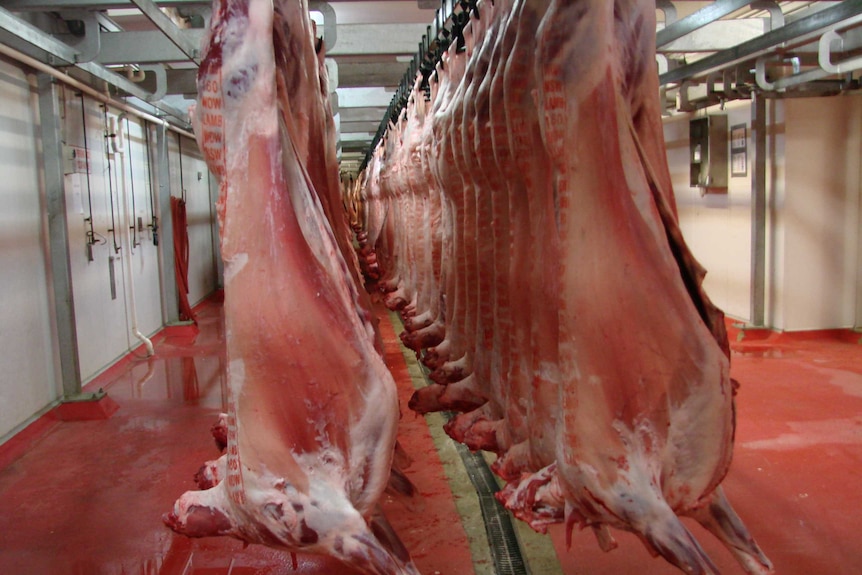 Lamb carcasses hanging at a meatworks.