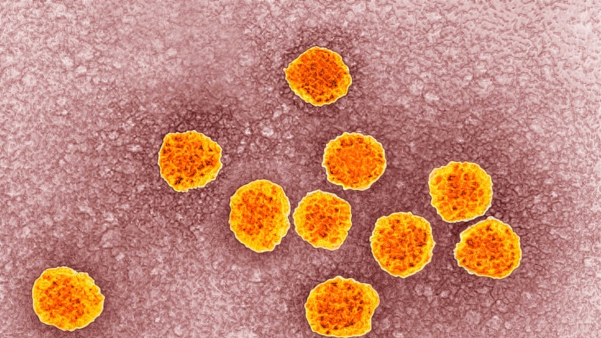 The hepatitis C virus.