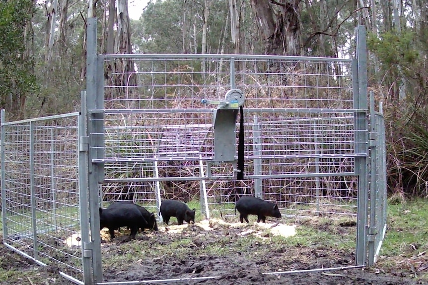 small black pigs graze inside a steel cage, with an open gate
