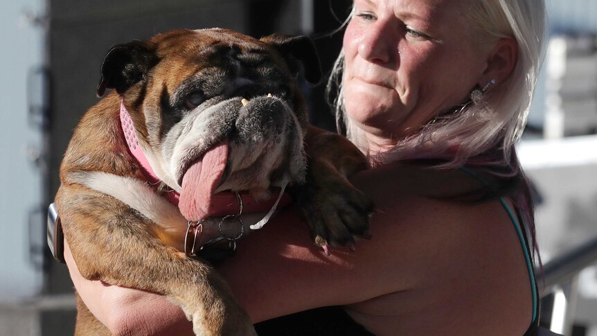 The 2018 winner, English bulldog Zsa Zsa, is held by her owner with her tongue poking out.