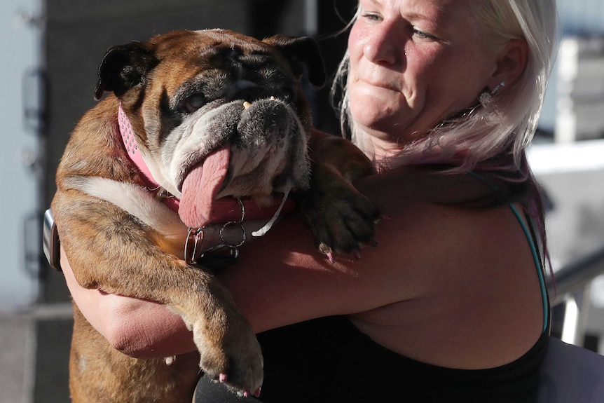 The 2018 winner, English bulldog Zsa Zsa, is held by her owner with her tongue poking out.