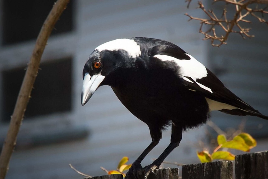 A magpie stands on a fence, head bent down