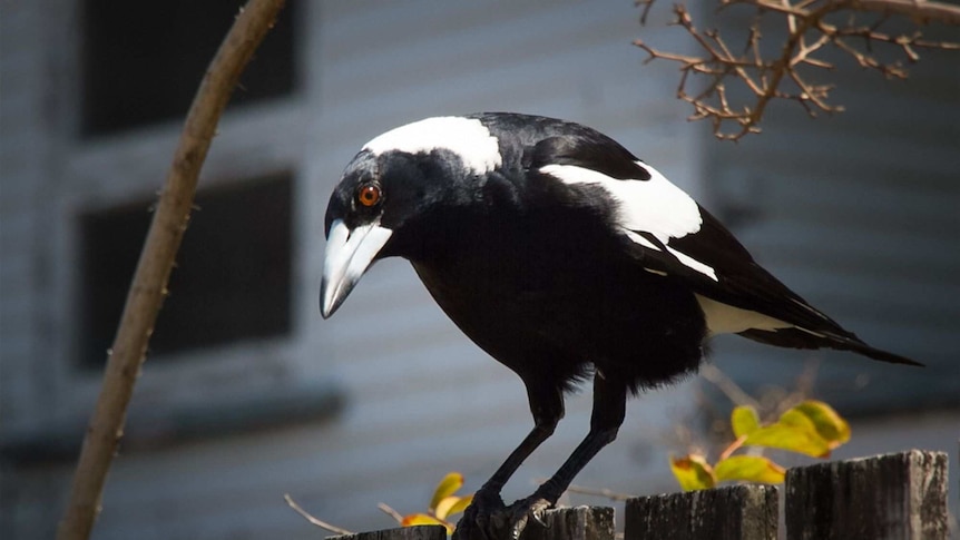 A magpie stands on a fence, head bent down