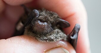The large forest bat from Lord Howe Island held in a person hand.