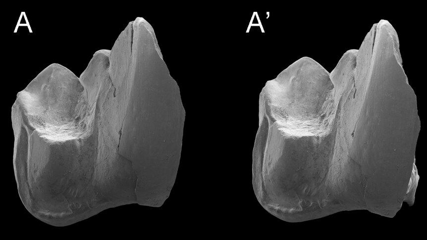 Stereoviews of the fossilised tooth of a Whollydooleya tomnpatrichorum.