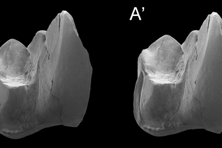 Stereoviews of the fossilised tooth of a Whollydooleya tomnpatrichorum.