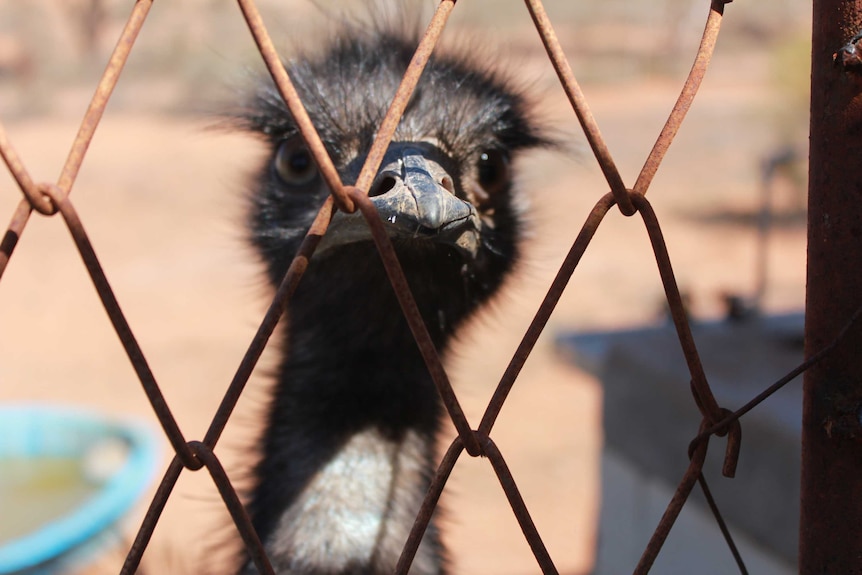 Close up of Eddie the emu