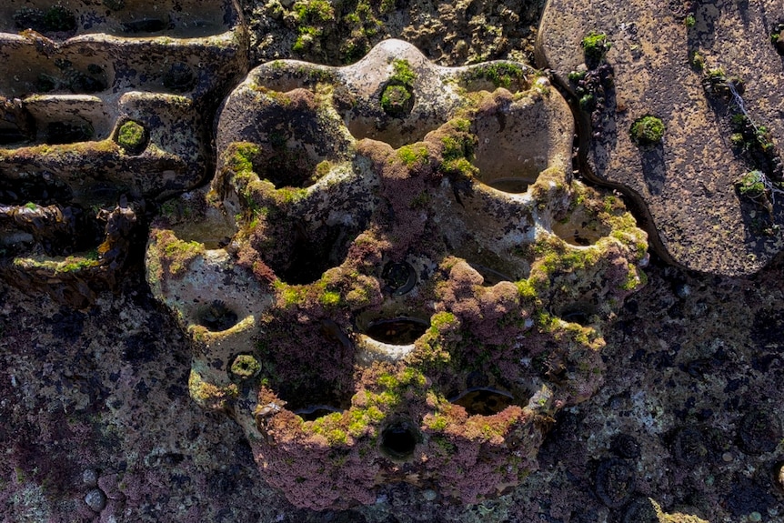A close-up shows a hexagonical seawall tile rich with crevices and moss. 