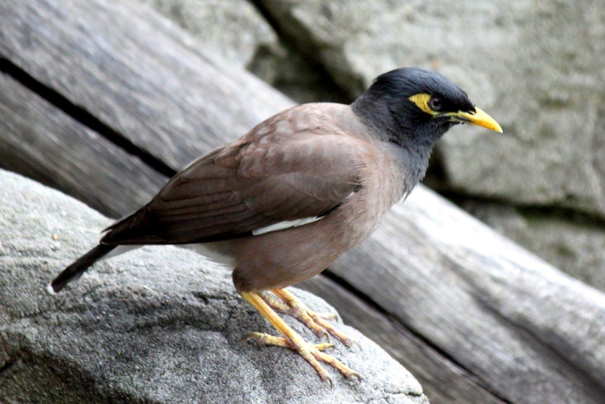 An Indian Myna bird.