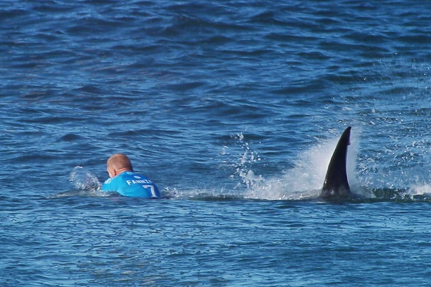 A shark fin bearing down on a surfer