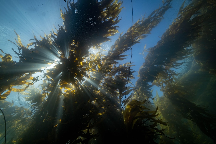 Sunlight filters through giant kelp underwater.