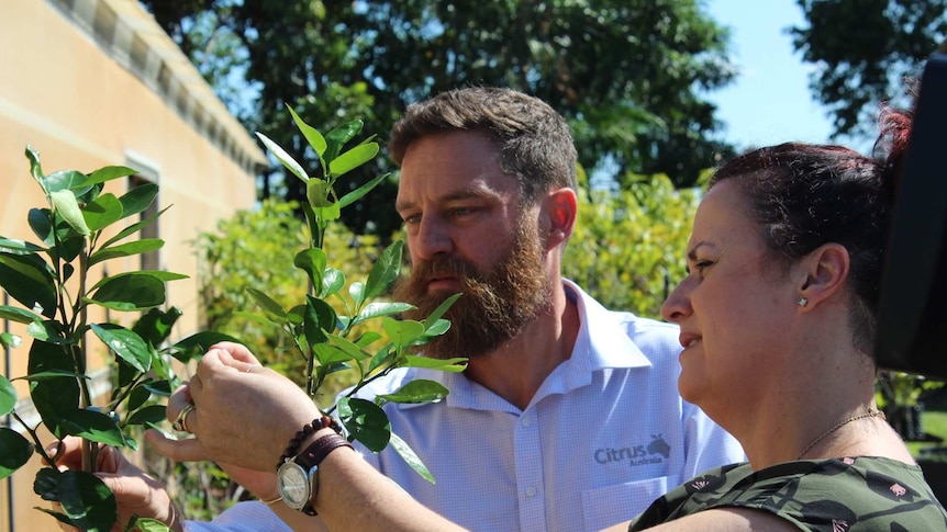 A Citrus Australia representative alongside NT Chief Plant Health officer, Sarah Corcoran inspects a plant with citrus canker.