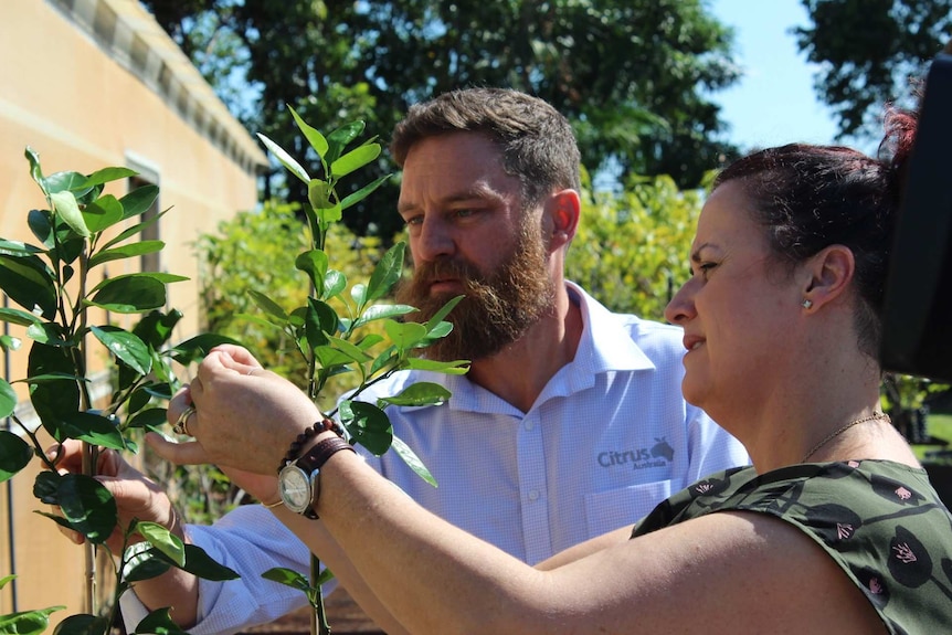 A Citrus Australia representative inspects a plant with citrus canka.