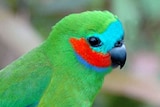 Blue-fronted fig parrot