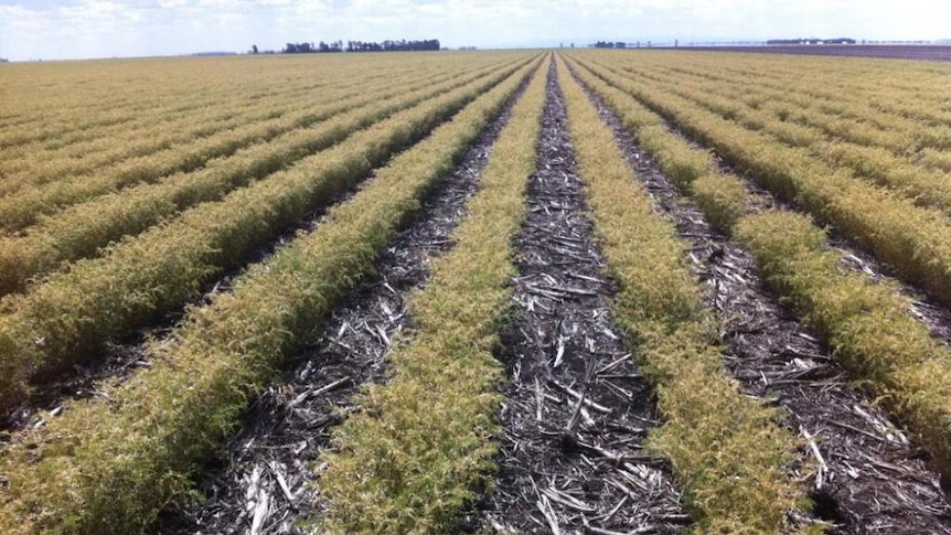 Chickpea frost damage