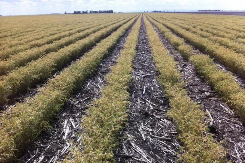 Chickpea frost damage