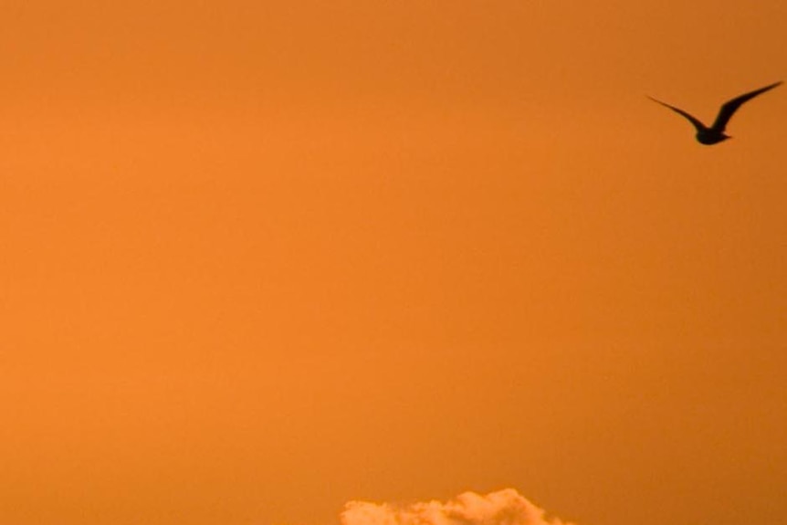 A seagull flies over the ocean at sunrise