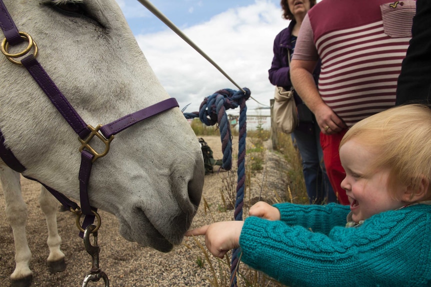 Yarra Ranges Donkey Festival in Wesburn, Victoria