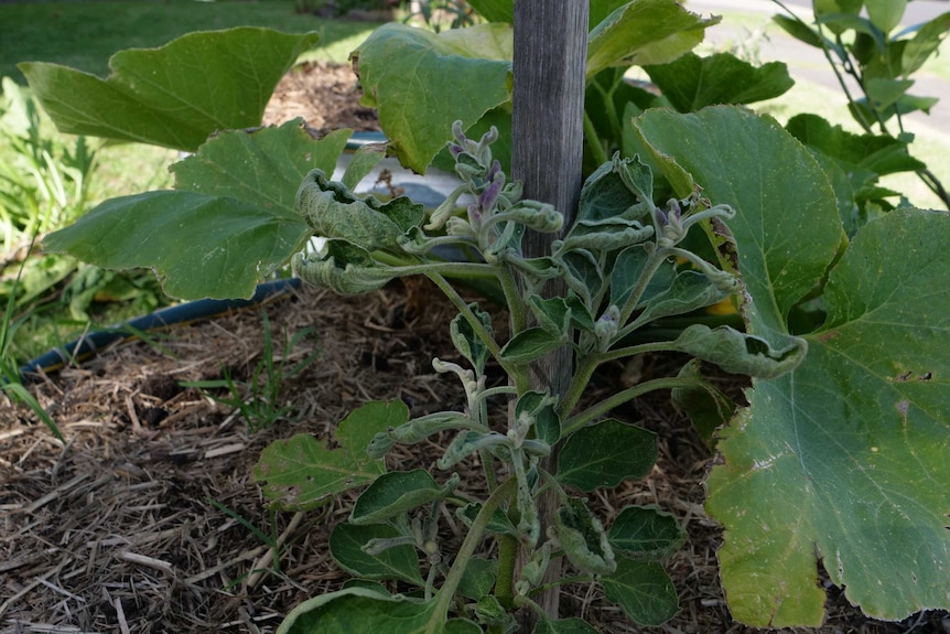 An image of a plant with deformed leaves