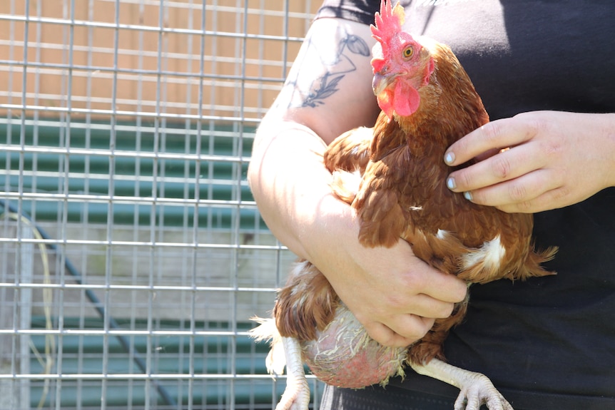 chicken suffering Egg yolk peritonitis with a swollen lower abdomen 