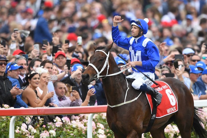 A jockey clad in blue, atop a chocolate mayor, claims victory at the end of a race.