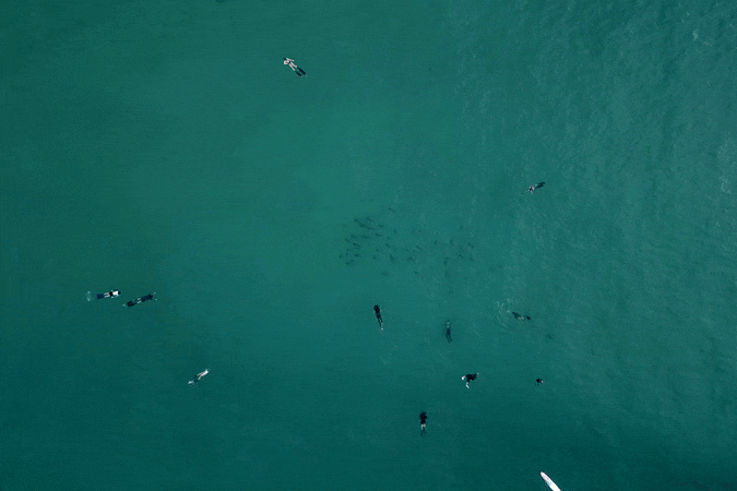 Swimmers surround a school of baby sharks which try to swim away