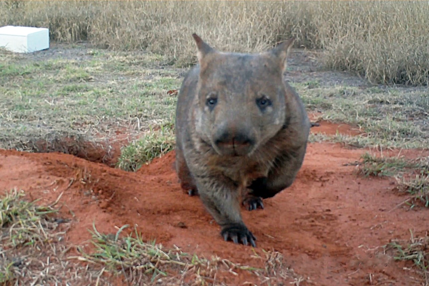 A hairy-nosed wombat.