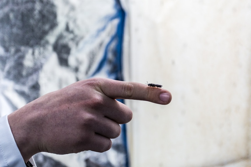 The Black Soldier Flies upon the finger of Martin Pike.