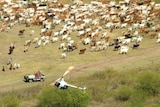 A view of cattle from a mustering chopper in the Northern Territory.