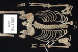 The skeleton of Ned Kelly