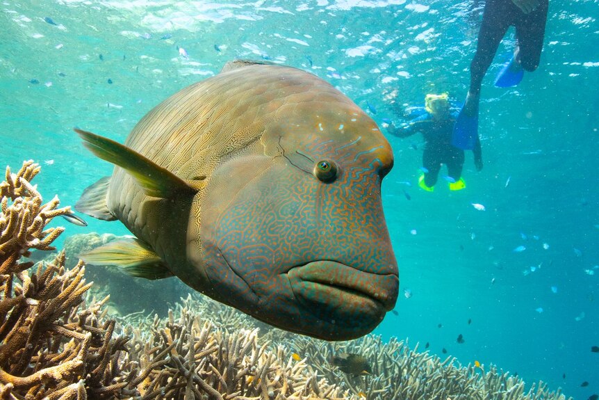 A large fish in coral with snorkelers in the background.
