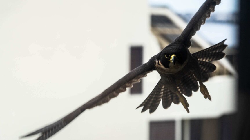 A peregrine falcon flies between two buildings in the Perth suburb of Crawley