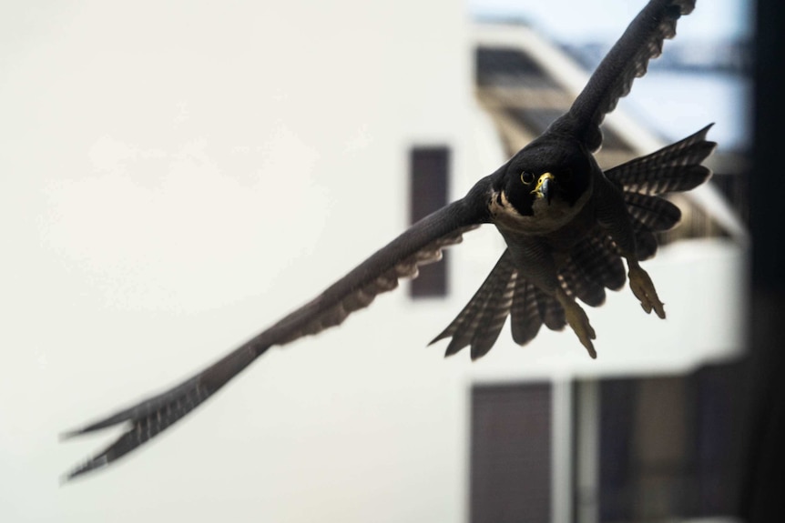 A peregrine falcon flies between two buildings in the Perth suburb of Crawley