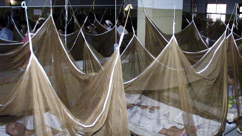 Mosquito nets set up in a Dhaka hospital.