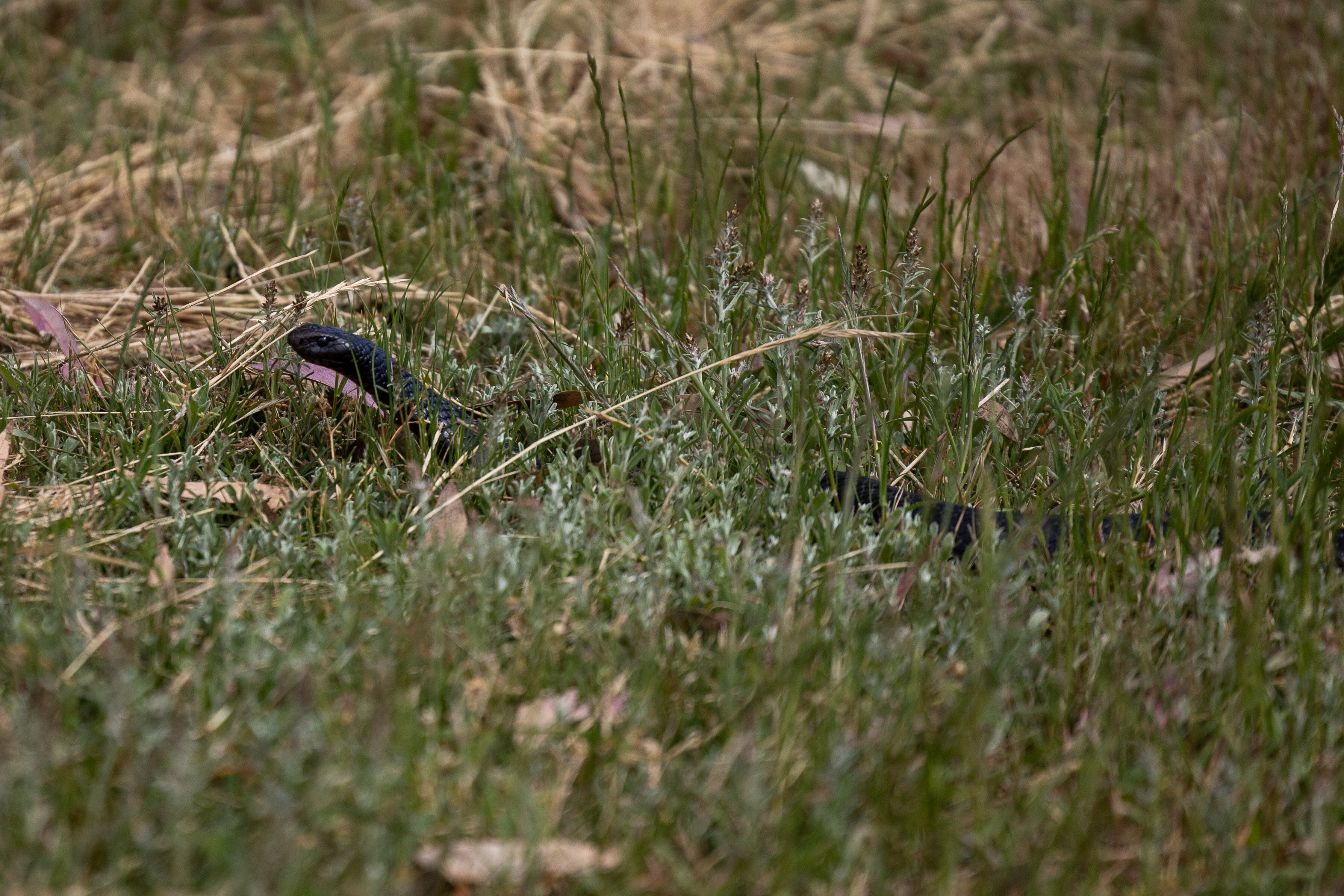 La cabeza de una serpiente negra mira hacia arriba mientras yace en la hierba.