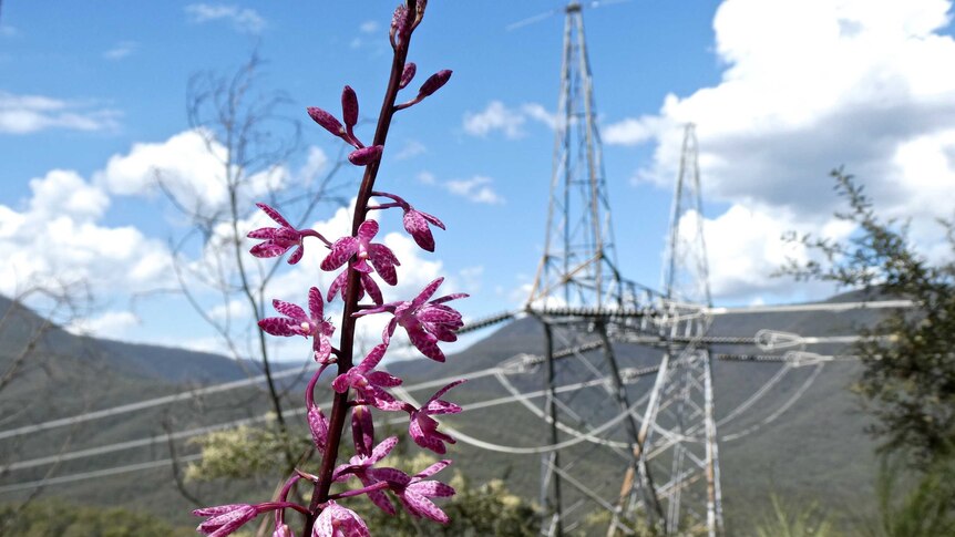 Flower in front of power lines in the Snowy Mountains