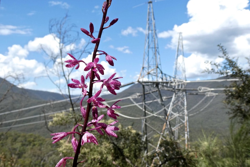 Flower in front of power lines in the Snowy Mountains