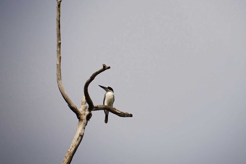 A forest kingfisher sitting high in a tree.
