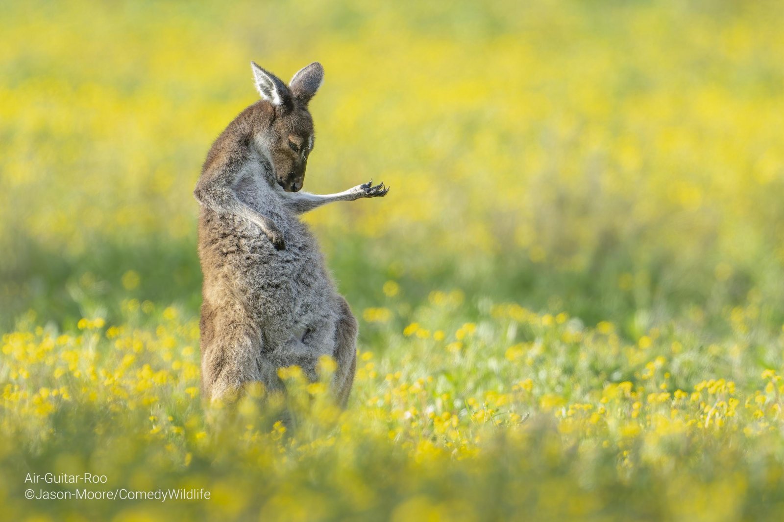 Kangaroo's air guitar pose wins funniest wildlife photo of the year - ABC  News