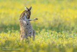 A kangaroo that looks like its playing an air guitar in a green field
