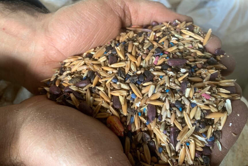 Photo of seed mix