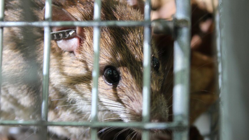 A close up of a rat sitting in a cage